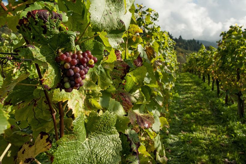 Vineyard in Arizona